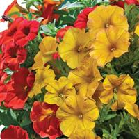 SuperCal<sup>®</sup> Premium Fire In The Sky Mix Petchoa