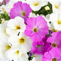 SuperCal<sup>®</sup> Premium Dreamy Duet Mix Petchoa