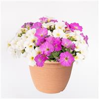 SuperCal<sup>®</sup> Premium Dreamy Duet Mix Petchoa