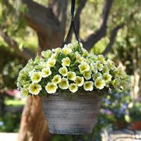 CannonBall™ Yellow Petunia