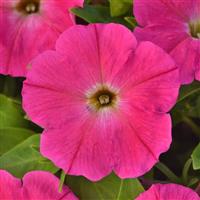 CannonBall™ Pink 26 Petunia