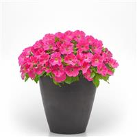 CannonBall™ Pink 26 Petunia
