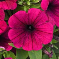 CannonBall™ Burgundy 26 Petunia