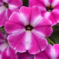 ColorRush™ Pink Star Petunia