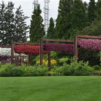 ColorRush™ Watermelon Red Petunia