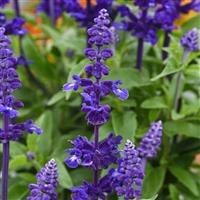 Mystical Blue Salvia