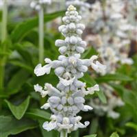 Mystical White Salvia