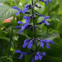 Salvia Black & Bloom
