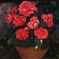 AmeriHybrid<sup>®</sup> Picotee Lace Red Tuberous Begonia