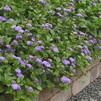 Monarch Magic Ageratum