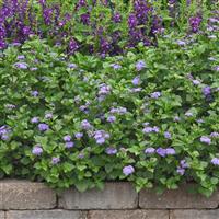 Monarch Magic Ageratum