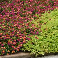 Lucky™ Sunrise Rose Lantana