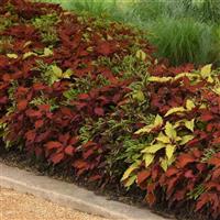 5 Alarm Chili MixMasters™