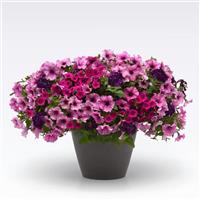 A Grape Fit! MixMasters™