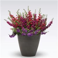 Berrytones 26 MixMasters™