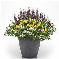 Happy Dance MixMasters™