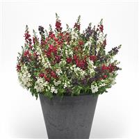 Heavy Petal MixMasters™