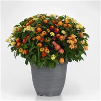 Just My Luck MixMasters™