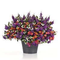 Passion Project MixMasters™