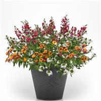 Passion Week MixMasters™