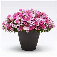 Rush Hour MixMasters™