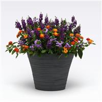 Shindig MixMasters™