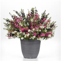 We've Got Flare MixMasters™