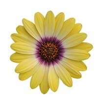 Blue Eyed Beauty Osteospermum