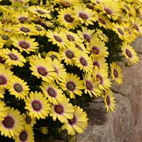Blue Eyed Beauty Osteospermum
