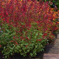 Roman Red Salvia