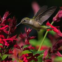 Roman Red Salvia