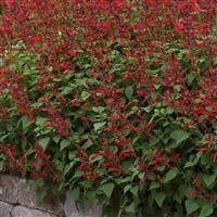 Roman Red Salvia