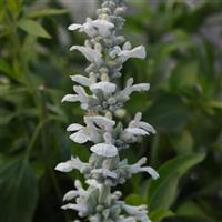 White Flame Salvia