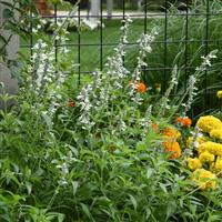 White Flame Salvia