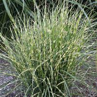 Grass Miscanthus sinensis Bandwidth