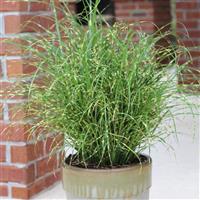 Grass Miscanthus sinensis Bandwidth