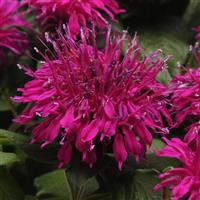 Monarda Balmy™ Purple