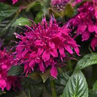 Monarda Balmy™ Rose