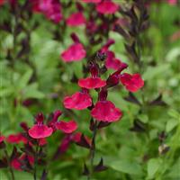 Salvia greggii Mirage<sup>®</sup> Burgundy