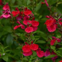 Salvia greggii Mirage<sup>®</sup> Cherry Red