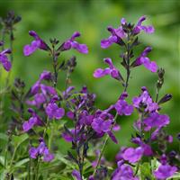 Salvia greggii Mirage<sup>®</sup> Violet