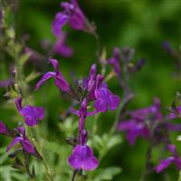 Salvia greggii Mirage<sup>®</sup> Deep Purple