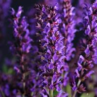 Salvia nemorosa Lyrical™ Blues