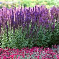Salvia nemorosa Lyrical™ Blues
