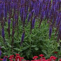 Salvia nemorosa Lyrical™ Blues