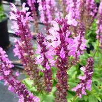 Salvia nemorosa Lyrical™ Rose