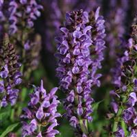 Salvia nemorosa Lyrical™ Silvertone