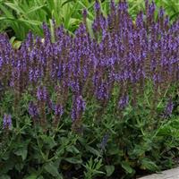 Salvia nemorosa Lyrical™ Silvertone