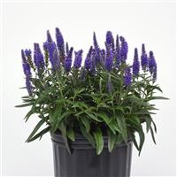 Veronica Moody Blues<sup>®</sup> Dark Blue