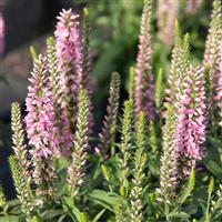 Veronica Moody Blues<sup>®</sup> Dark Pink